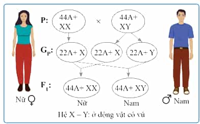 Trong tế bào 2n ở người, kí hiệu của cặp nhiễm sắc thể giới tính là