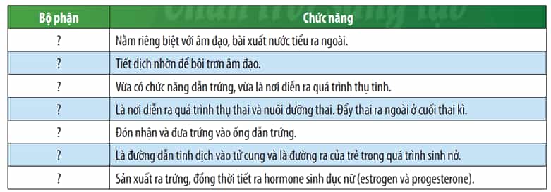 Quan sát Hình 44.2, cho biết cấu tạo cơ quan sinh dục nữ gồm những bộ phận