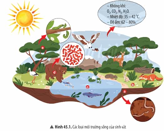 Quan sát Hình 45.1, hãy: Kể tên các yếu tố tự nhiên có ở nơi sinh sống