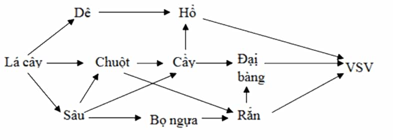 Cho ví dụ về chuỗi thức ăn và lưới thức ăn trong tự nhiên.