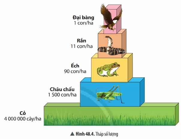 Quan sát Hình 48.4, em hãy cho biết cách để xây dựng một tháp sinh thái