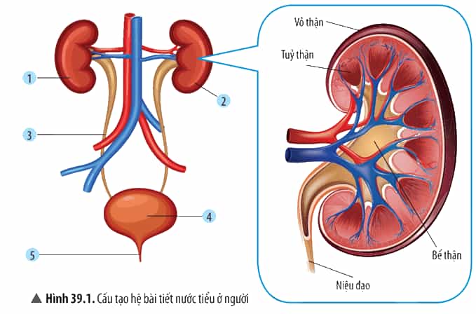 Quan sát Hình 39.1 và nêu tên các cơ quan cấu tạo hệ bài tiết nước tiểu