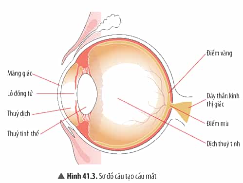 Quan sát Hình 41.3, hãy kể tên các bộ phận cấu tạo trong của cầu mắt