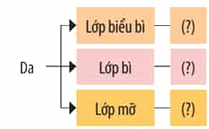 Xác định các thành phần cấu tạo của da theo sơ đồ gợi ý sau: