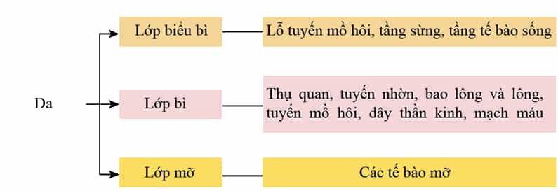 Xác định các thành phần cấu tạo của da theo sơ đồ gợi ý sau: