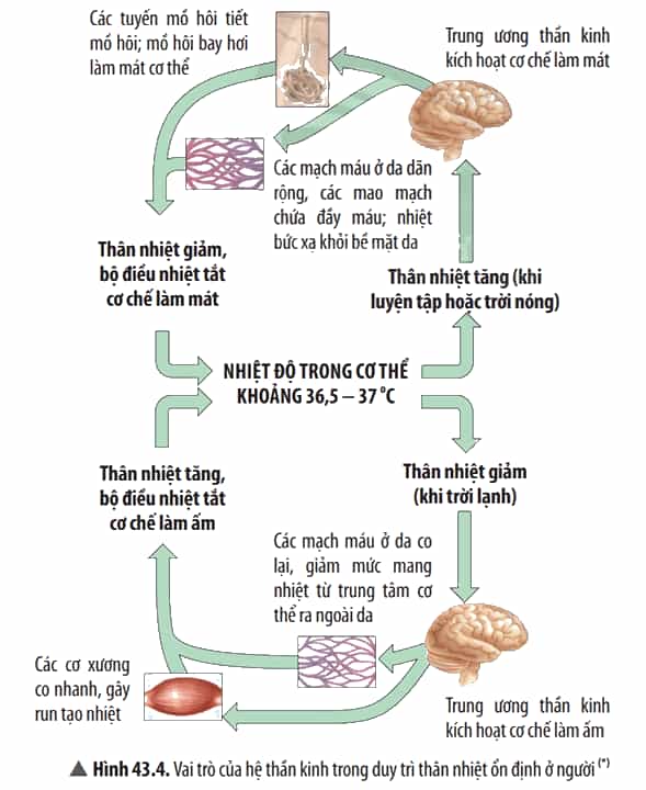 Quan sát Hình 43.4 và cho biết khi nhiệt độ môi trường quá cao hoặc quá thấp