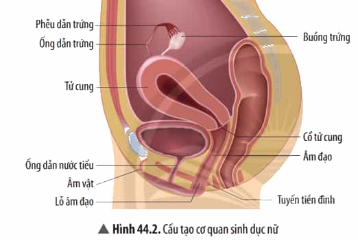 Quan sát Hình 44.2, cho biết cấu tạo cơ quan sinh dục nữ gồm những bộ phận