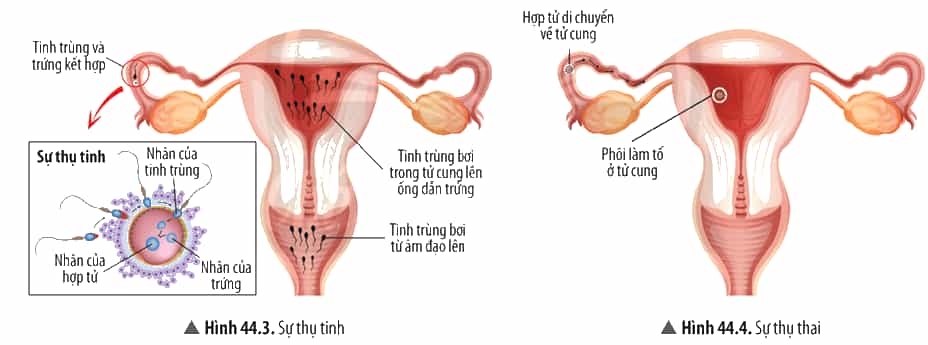 Dựa vào Hình 44.3 và 44.4, cho biết những điều kiện cần cho sự thụ tinh
