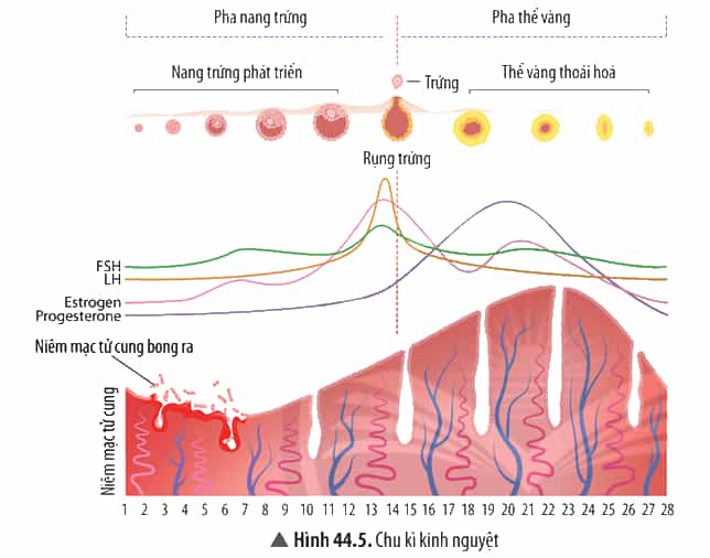 Dựa vào Hình 44.5, cho biết nếu sử dụng thuốc tránh thai