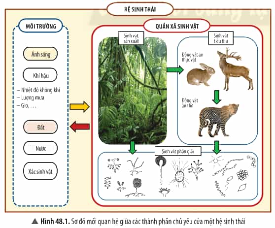 Dựa vào Hình 48.1, hãy: a) Cho biết cấu trúc của một hệ sinh thái gồm