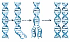 Hình ảnh sau đây mô tả nguyên tắc nào của quá trình tái bản DNA