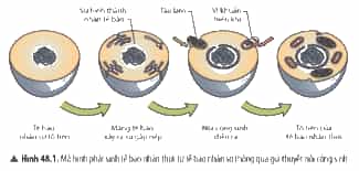Các nhà khoa học đã giải thích quá trình phát sinh tế bào nhân thực từ tế bào nhân sơ