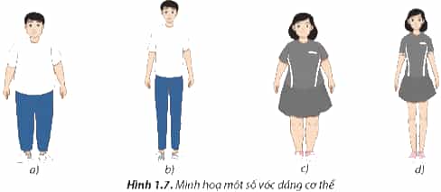 Em hãy xác định vóc dáng của các bạn được minh họa trong Hình 1.7