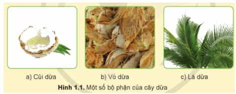 Hãy sắp xếp mỗi bộ phận của cây dừa trong Hình 1.1 tương ứng với mục đích sử dụng