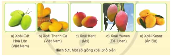 Hình thái quả của các giống xoài trong Hình 5.1 có đặc điểm gì khác nhau