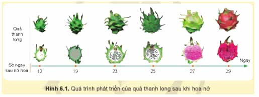 Quan sát Hình 6.1 em hãy cho biết quả thanh long thường chín sau khi cây nở hoa