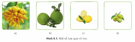 Em hãy cho biết tên của các loại quả có múi ở Hình 8.1 và tên của một số loại quả có mùi