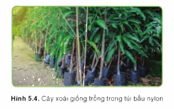 Túi nilon có lợi ích gì khi làm bầu cho cây xoài giống Hình 5.4