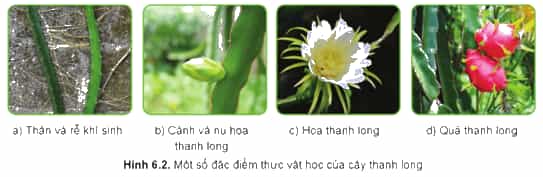Quan sát Hình 6.2 em hãy phân tích một số đặc điểm thực vật học của cây thanh long