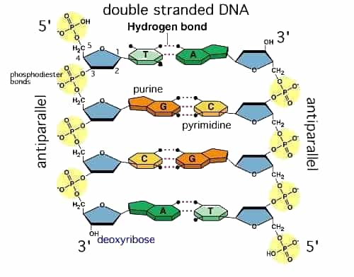 Do the hydrogen bonds in DNA break in water? - Quora