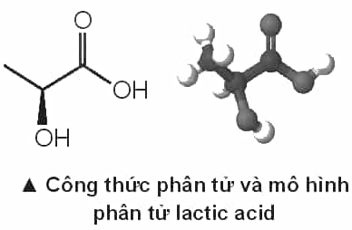 D:\Documents\SÁCH CHƯƠNG TRÌNH MỚI\Ảnh, video phụ trợ\Bài 14 lactic acid.PNG