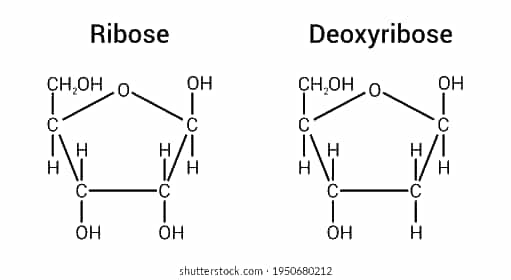 Désoxyribose Images, Stock Photos & Vectors | Shutterstock