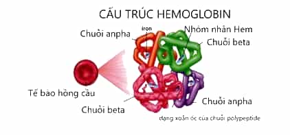 Hemogolobin và các bệnh liên quan