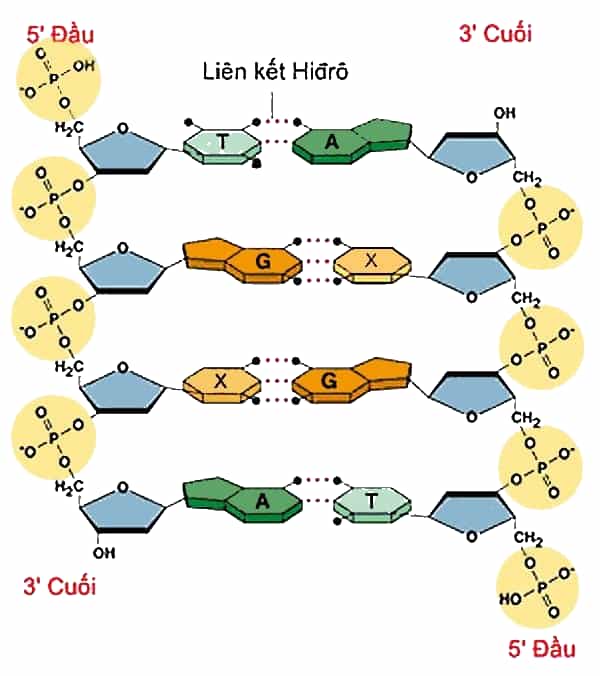 Lý thuyết adn sinh 9