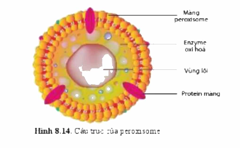 Diagram, schematicDescription automatically generated