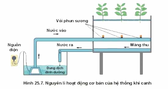 https://baivan.net/sites/default/files/styles/giua_bai/public/d/m/Y/20220217101506_wm_shs-cong-nghe-10-cong-nghe-trong-trot-130.jpg?itok=jdQGpvGd