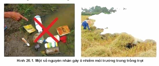 https://baivan.net/sites/default/files/styles/giua_bai/public/d/m/Y/20220217101506_wm_shs-cong-nghe-10-cong-nghe-trong-trot-136.jpg?itok=vY_cqcJO