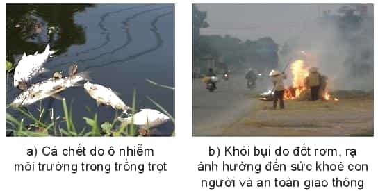 https://baivan.net/sites/default/files/styles/giua_bai/public/d/m/Y/20220217101506_wm_shs-cong-nghe-10-cong-nghe-trong-trot-136_1.jpg?itok=kcScMh7u