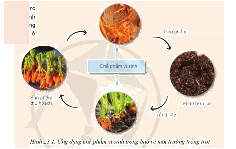 Hãy giải thích vai trò của chế phẩm vi sinh trong bảo vệ môi trường trồng trọt thể hiện ở Hình 23.1 (ảnh 1)
