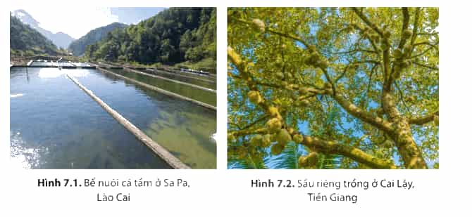 Đọc thông tin và các hình 7.1, 7.2 trong mục 1 hãy phân tích ảnh hưởng của khí hậu