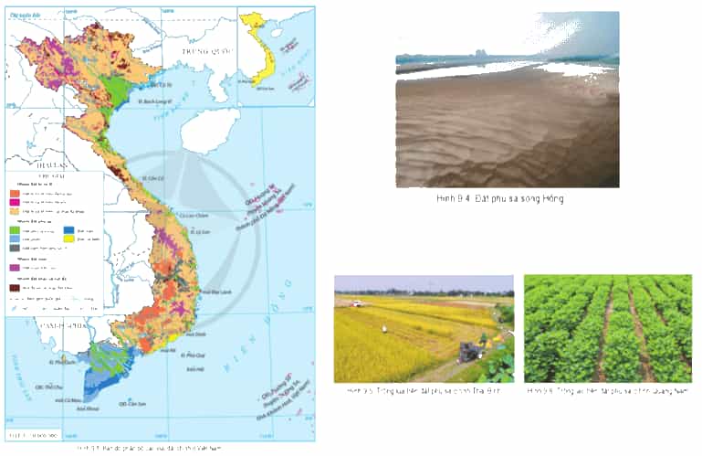 Đọc thông tin và quan sát hình 9.1, các hình từ 9.4 đến 9.6, hãy trình bày đặc điểm sự phân bố