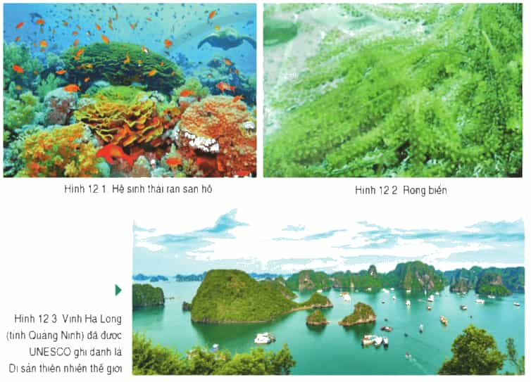 Đọc thông tin và quan sát các hình từ 12.1 đến 12.3, hãy trình bày về các tài nguyên biển đảo