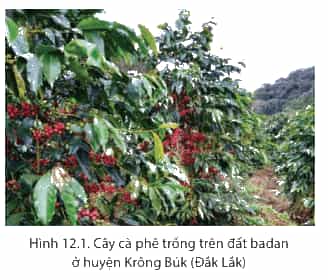 Dựa vào hình 12.1 và thông tin trong bài em hãy phân tích Đặc điểm của đất feralit