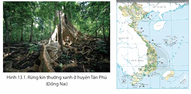 Dựa vào các hình 13.1 và 13.2 và thông tin trong bài em hãy chứng minh sinh vật nước ta đa dạng