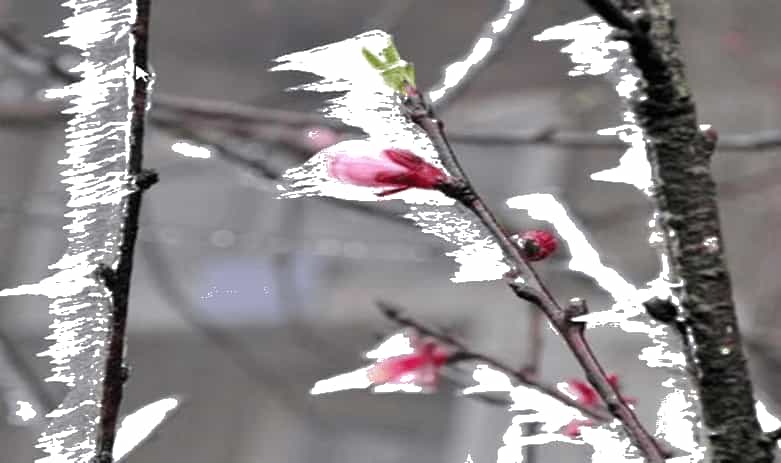 Em hãy sưu tầm một câu chuyện và ba hình ảnh