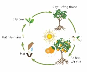 Em hãy tìm kiếm hình ảnh phù hợp trên Internet về quá trình sinh trưởng