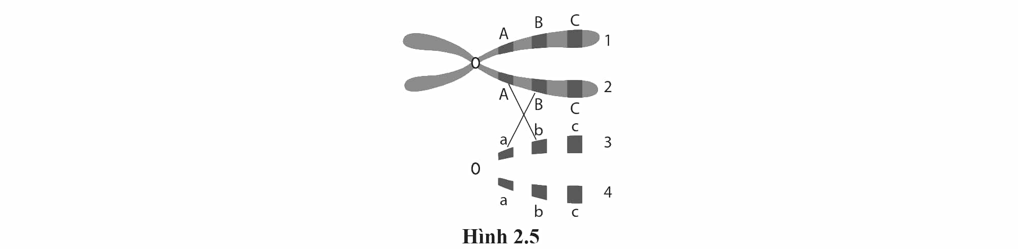 select answer image