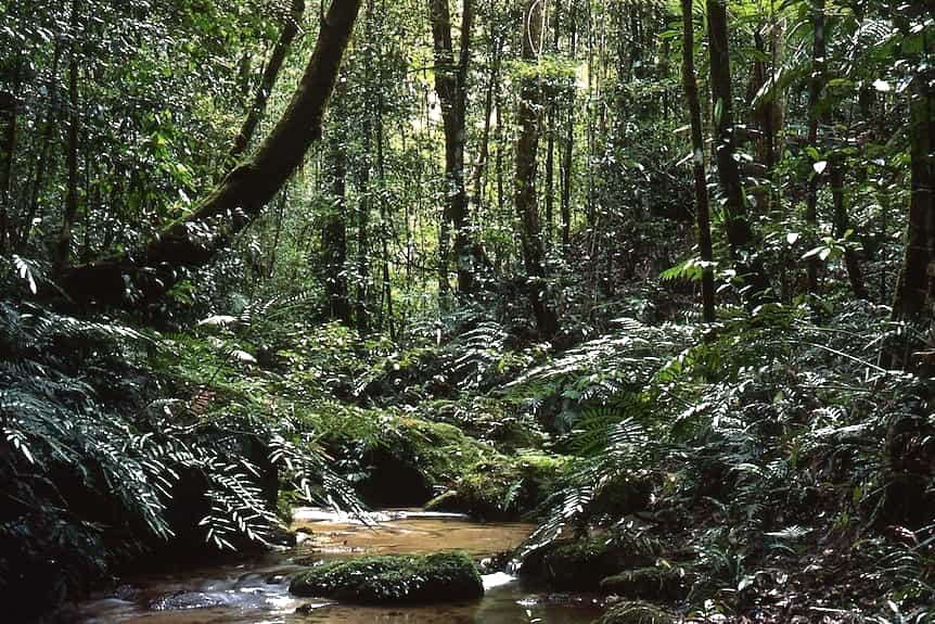 Rừng nhiệt đới Daintree ở Australia. Ảnh chụp màn hình