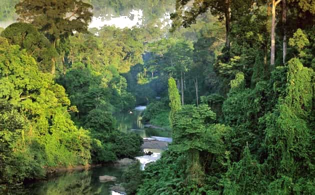 Rừng mưa nhiệt đới Borneo Lowland. Ảnh chụp màn hình